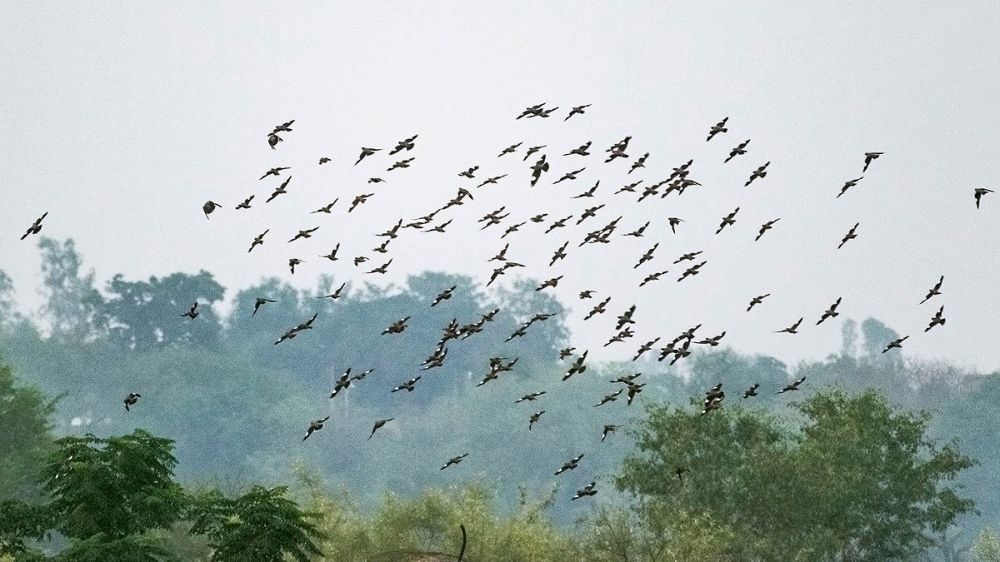 Miles de palomas torcaces sobrevuelan cada mañana los cielos de un municipio gaditano