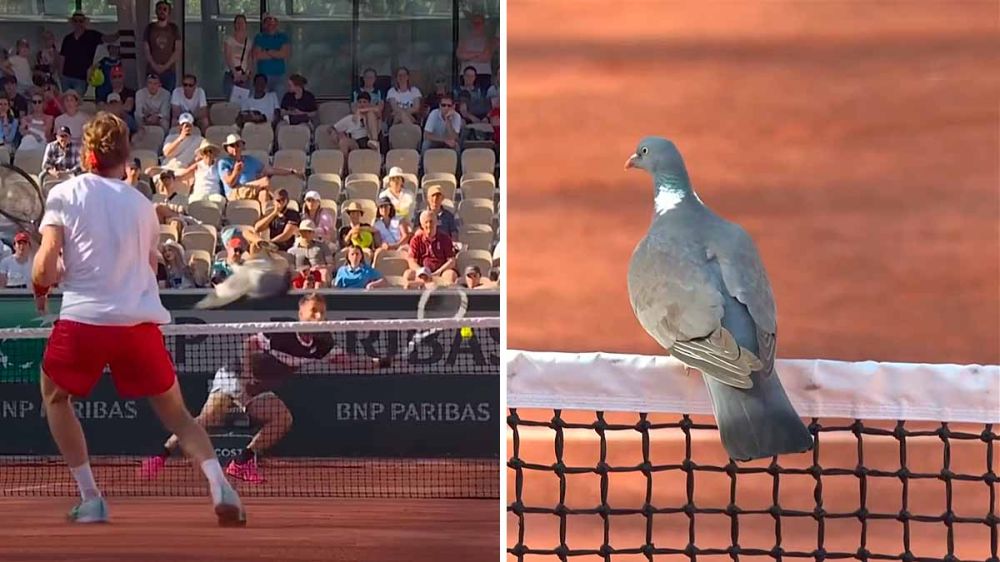 Una paloma torcaz interrumpe un partido de tenis en Roland Garros