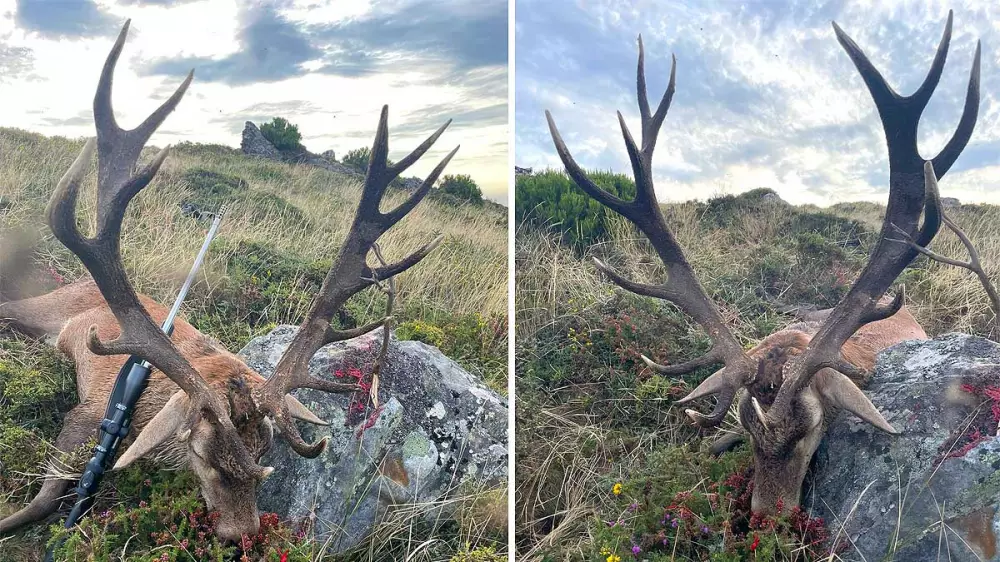 Rececho de grandes ciervos en la montaña gallega