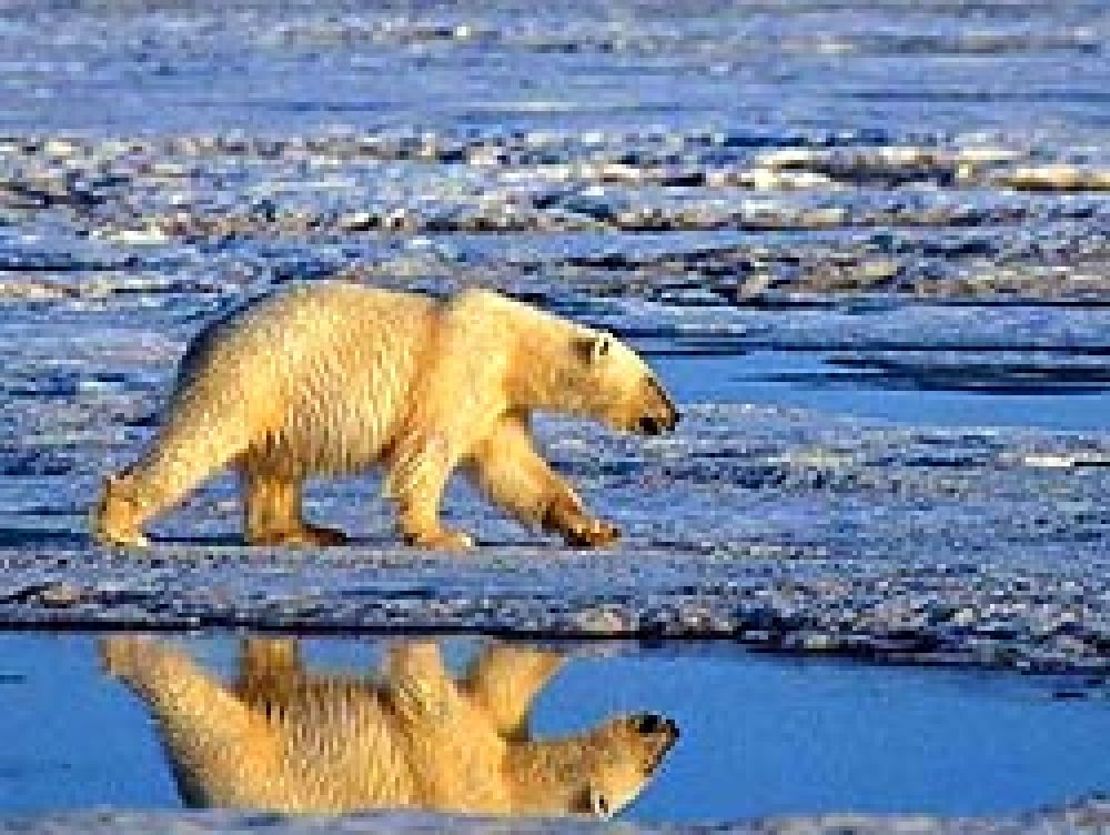 Estados Unidos declara especie protegida al oso polar