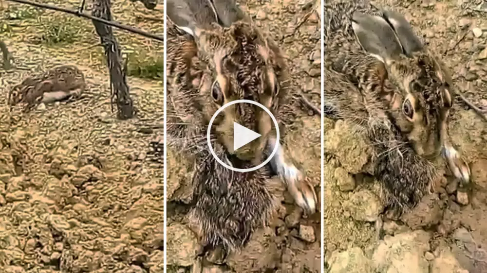 El precioso vídeo de una liebre cuidando de dos pequeños lebratos