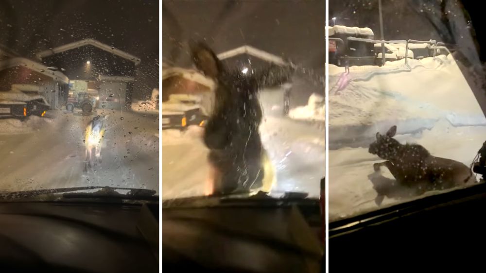 Un alce suicida o miope que choca de frente contra un coche parado