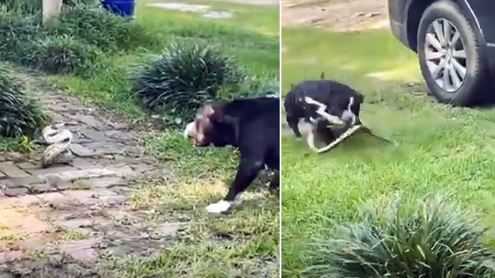 Un perro se juega la vida para defender a su familia de una gran serpiente