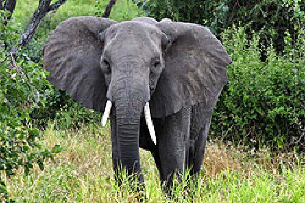 Tres elefantes de más de 100 libras cazados en 2010
