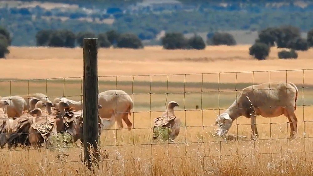 Una oveja defiende a su cordero del ataque de un bando de buitres en un vídeo grabado ayer en Segovia