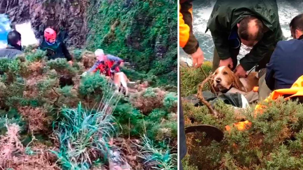 Dos cazadores se juegan la vida para salvar a una perra que había quedado atrapada en un acantilado