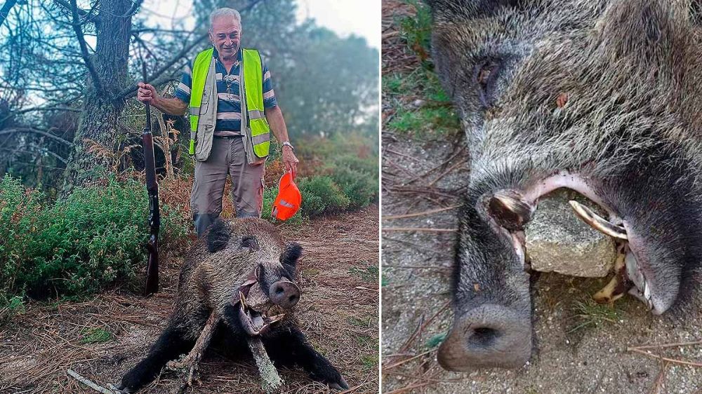 Un cazador de 83 años abate un enorme jabalí un mes después de haber sufrido un infarto
