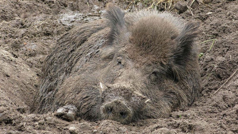 La peste porcina africana llega a Grecia y afecta al menos a un jabalí