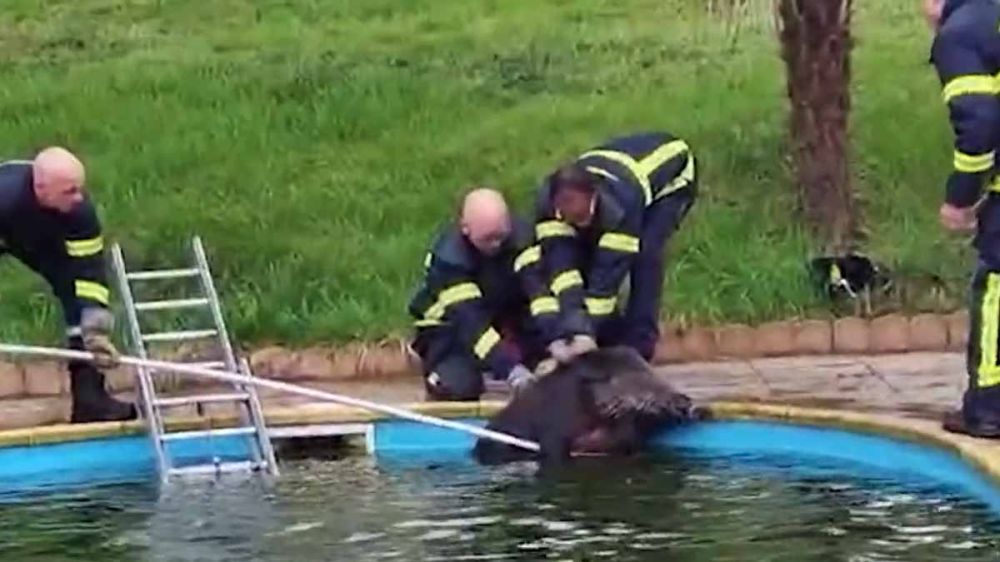 El complicado rescate de un jabalí que cayó a una piscina: media hora y varios bomberos hasta que lo sacaron