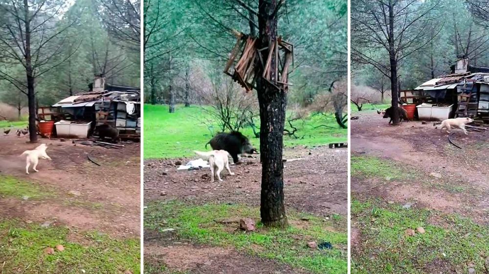 Un perro pastor salva a un grupo de gallinas del ataque de un jabalí