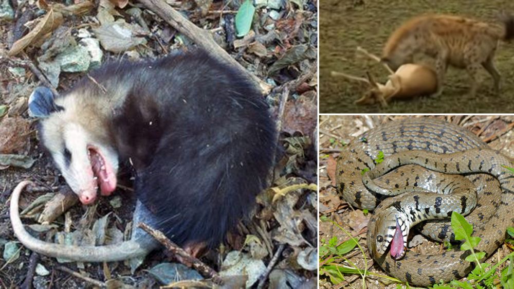 Los animales que se hacen los muertos para escapar de los depredadores