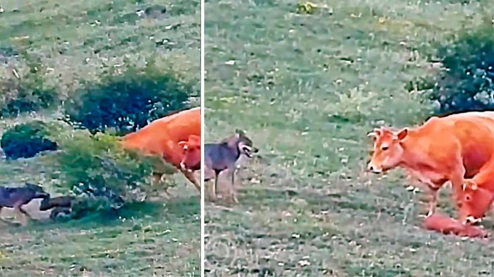 Emocionante vídeo de dos vacas salvando a un ternero de los incesantes ataques de un lobo