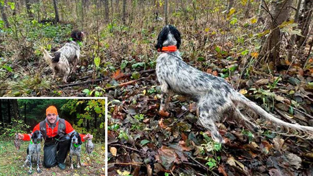 Dos cazadores recorren más de 3.000 kilómetros para adiestrar a sus perros en la caza de la becada