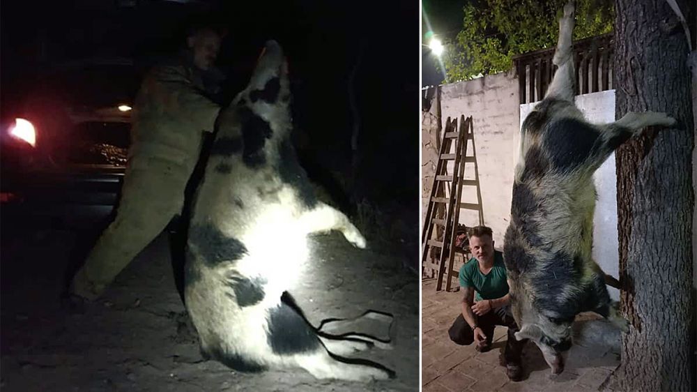 Un cazador acaba con la pesadilla de los ganaderos y agricultores: un extraño ‘jabalí’ rubio y negro de 200 kilos