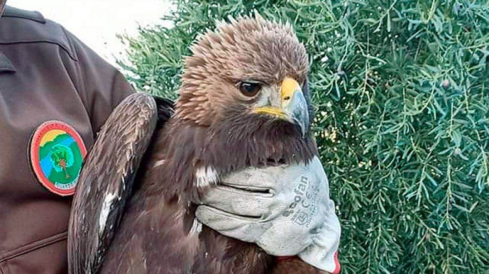 Los Guardas Rurales condenan la muerte del águila imperial