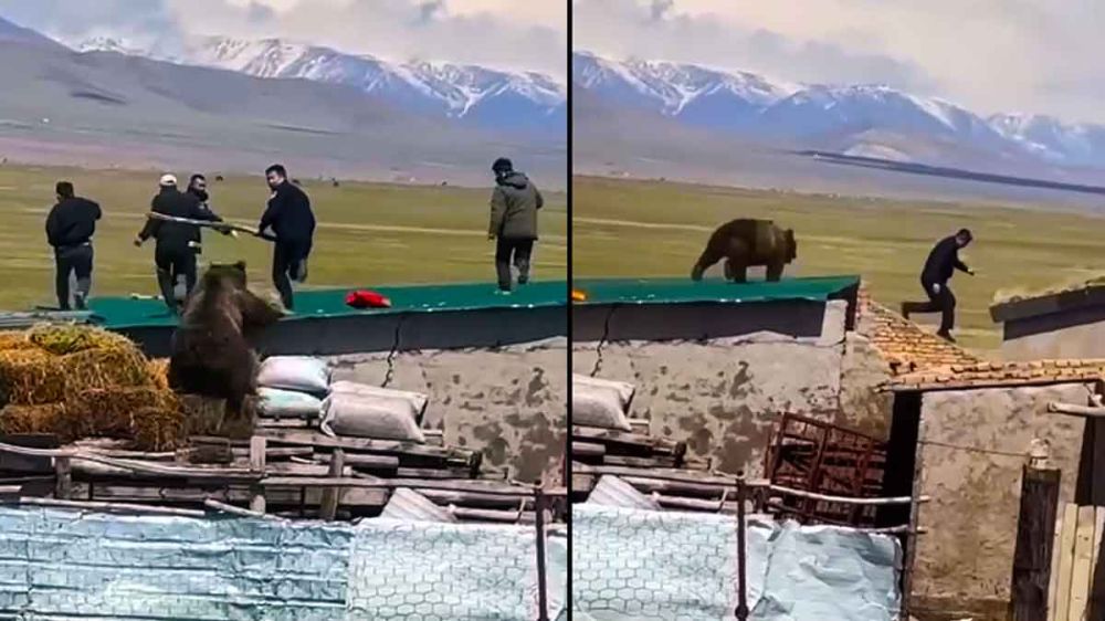 Un oso ataca a los miembros del operativo que trata de capturarlo tras haber ocupado una granja