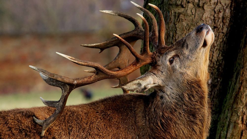 Aprobarán el costoso control de ciervos y jabalíes en el Parque Nacional de Cabañeros por parte de ‘personal autorizado’