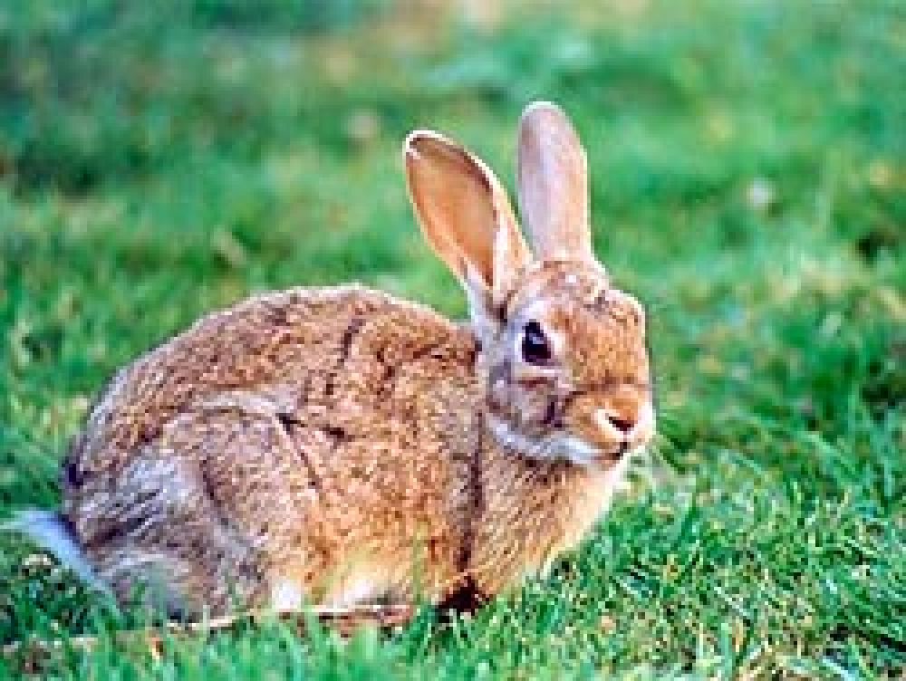 La Federación de Castilla-La Mancha no aprobará el Plan de Gestión del Conejo