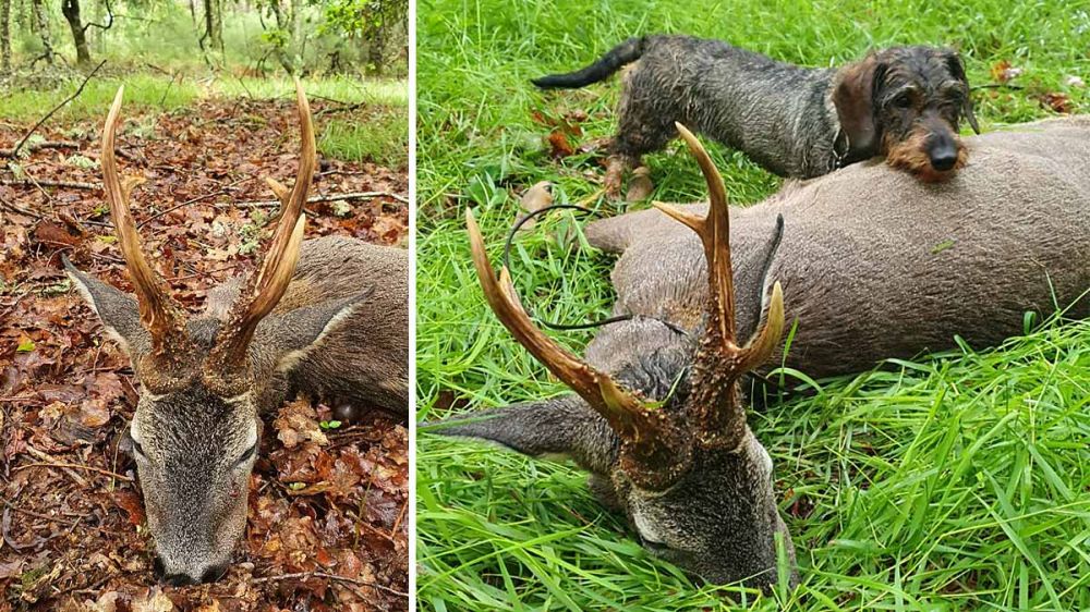 Caza un corzo con una cuerna extremadamente gruesa bajo una pertinaz lluvia