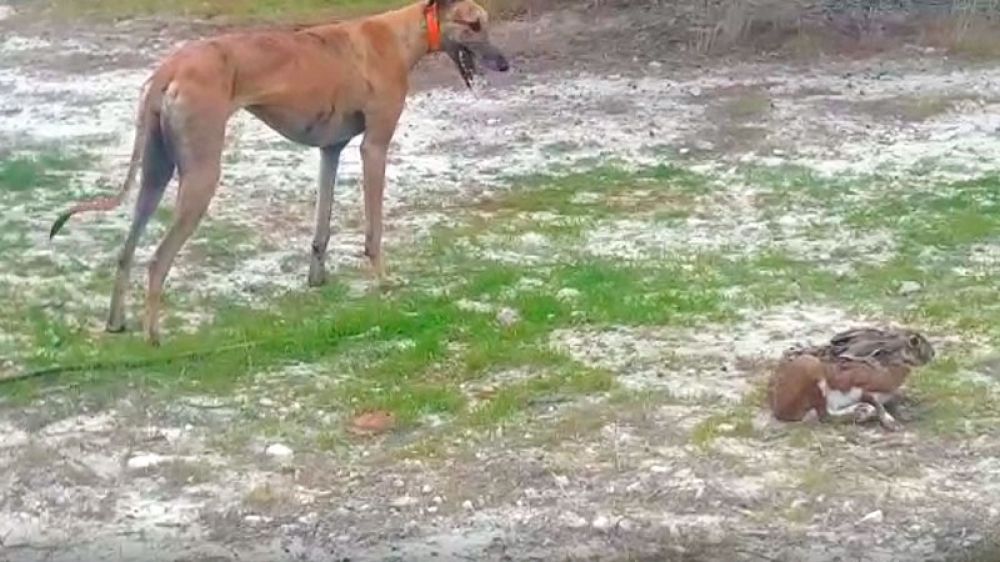 Un galgo y una liebre exhaustos descansan y beben agua juntos