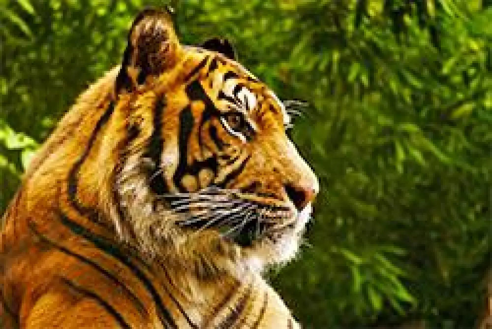 Aumenta el número de tigres en el mundo por primera vez en un siglo