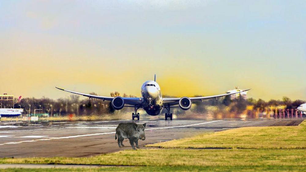Un jabalí pone en peligro un aeropuerto paseando por las pistas de aterrizaje