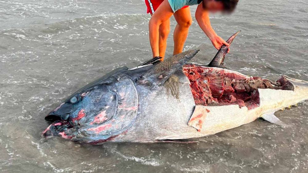 Un atún muere en la orilla de una playa y los bañistas lo hacen filetes