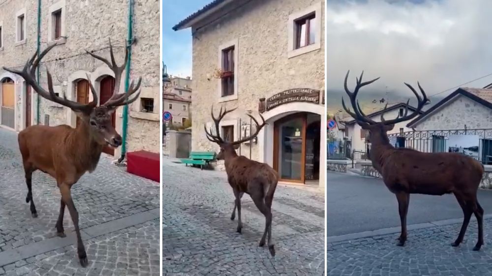 Un imponente ciervo es grabado paseando por las calles entre los turistas