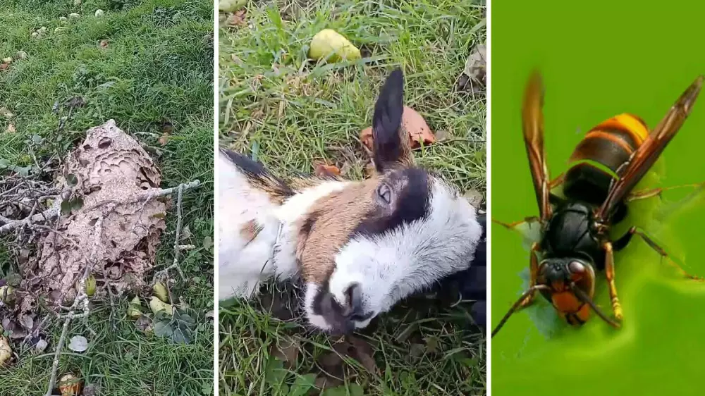 Un enjambre de avispas velutinas deja al borde de la muerte a un rebaño de cabras