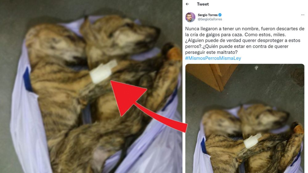 Sergio García Torres vuelve a manipular una foto para acusar a los galgueros de matar a sus perros