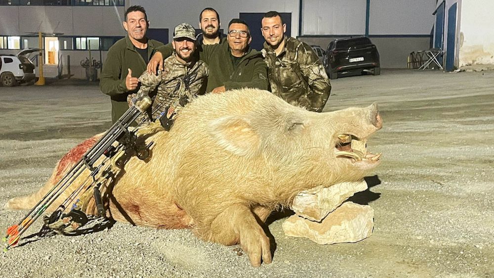 Acaban de cazar este monstruoso jabalí hibridado en Murcia: 197 kilos y totalmente blanco