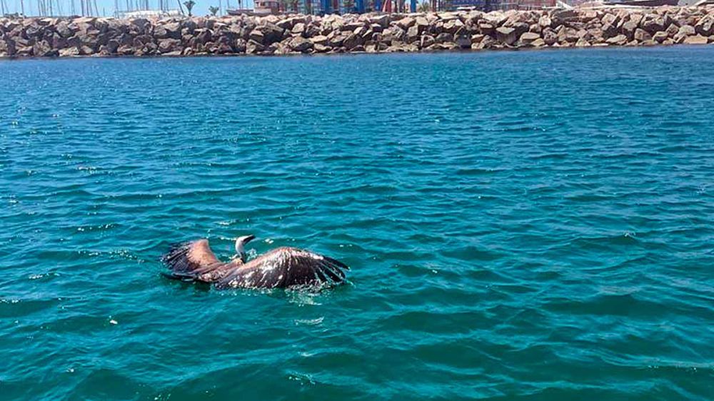 Un cazador rescata a un buitre leonado en las aguas del Mar Mediterráneo