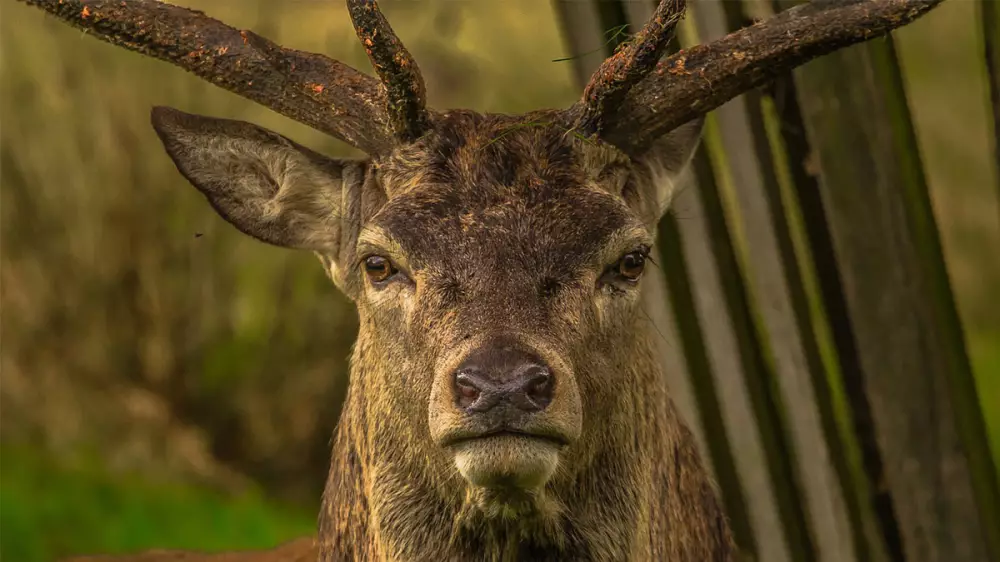 Un cazador muere embestido por un ciervo
