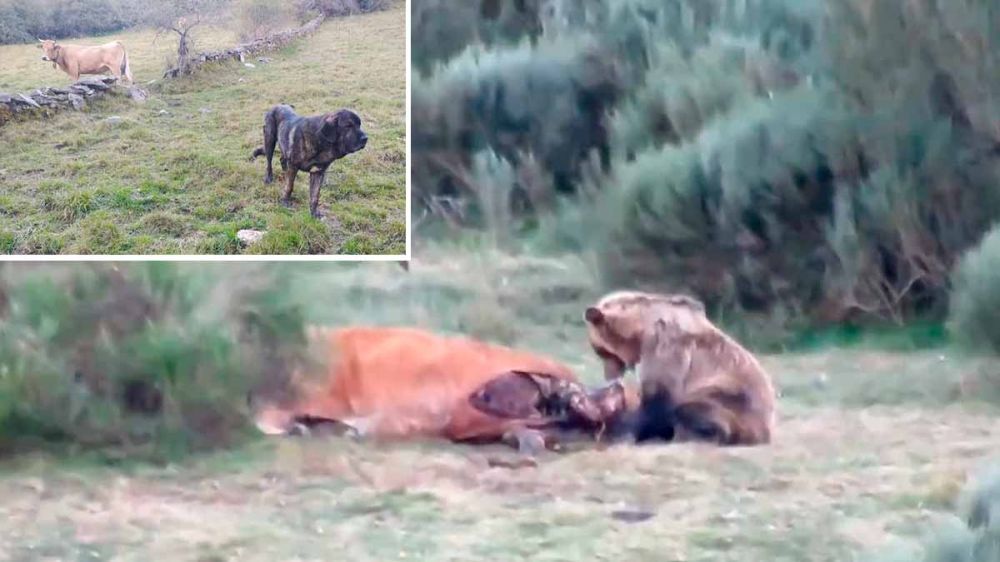 Una ganadera leonesa se enfrenta a un oso pardo para salvar la vida de su perro