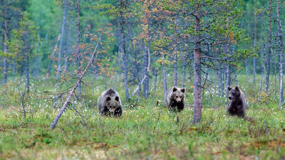 Seis osos en una batida de jabalíes en el Bajo Arán