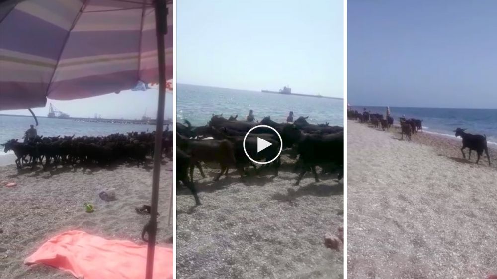 Un rebaño de cabras sorprende a los bañistas de una playa de Granada