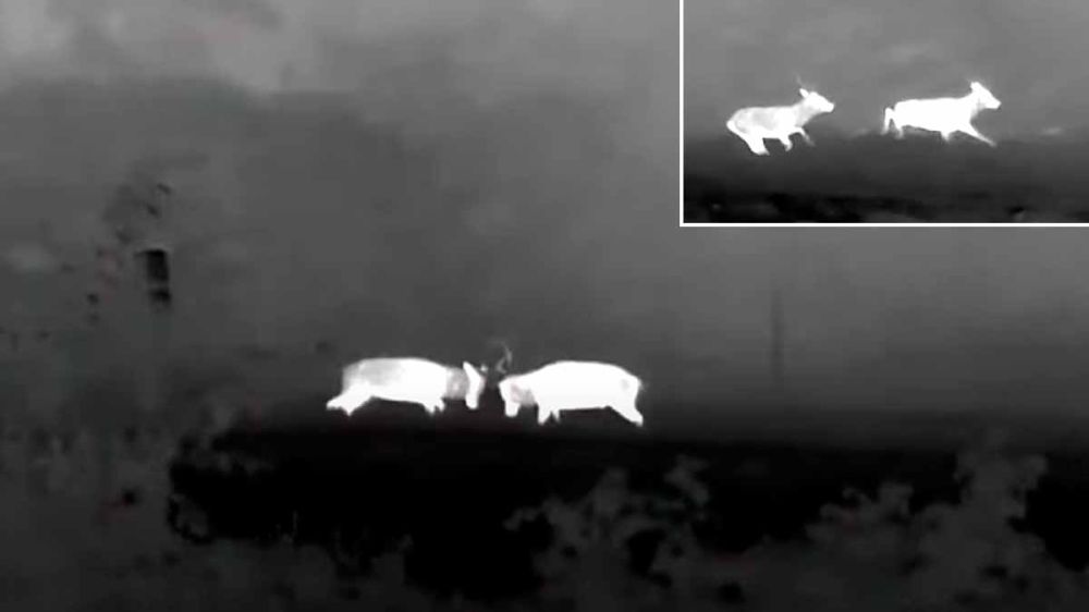 Así se ve el cruento enfrentamiento entre dos ciervos en celo grabado con cámara térmica