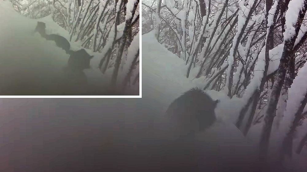 Una piara de jabalíes avanza entre la nieve gracias a su fuerte jeta: «son mejores que las quitanieves»