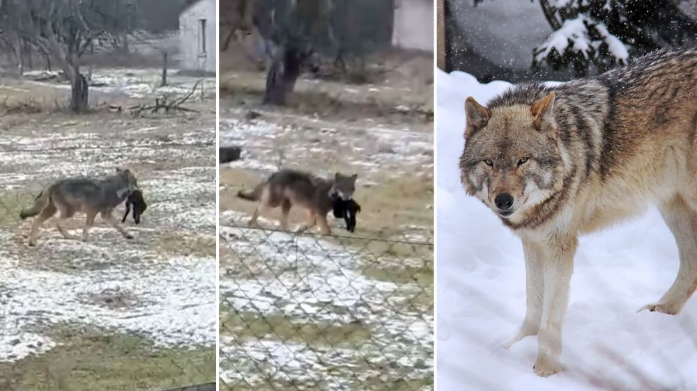 Graban a un lobo solitario que lleva en su boca un chivo con escasos días de vida
