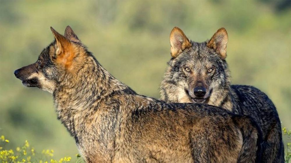 La Unión Europea abre la puerta a la caza del lobo allí donde haya ataques al ganado