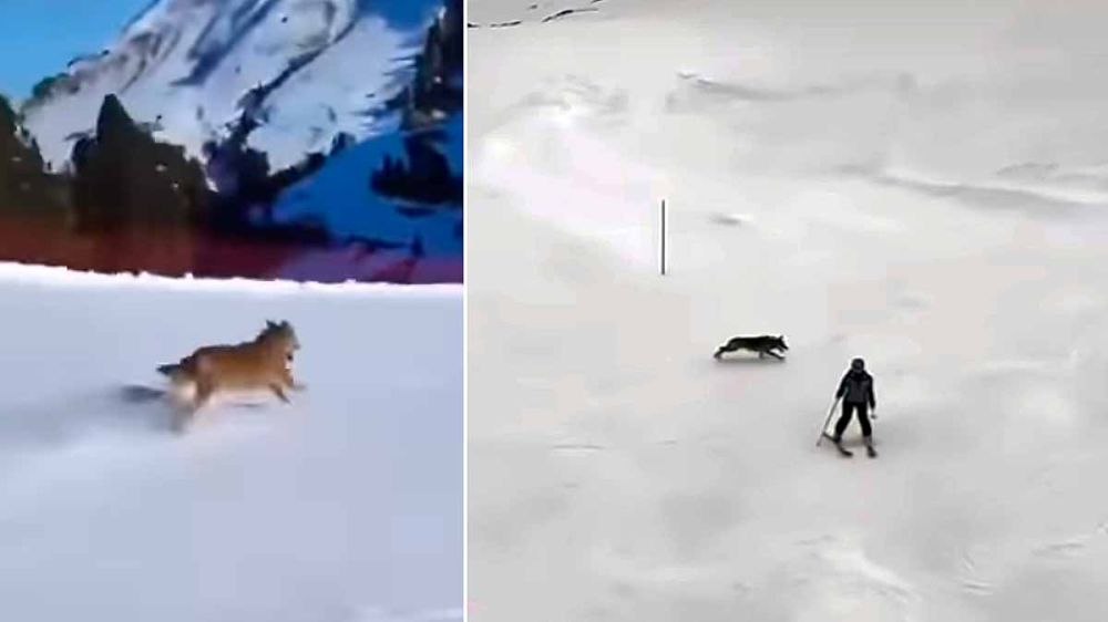 Un lobo desciende entre esquiadores en una pista nevada