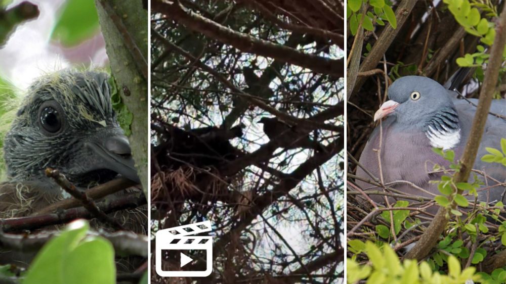 Graba cómo palomas torcaces sacan adelante a sus pollos en el nido