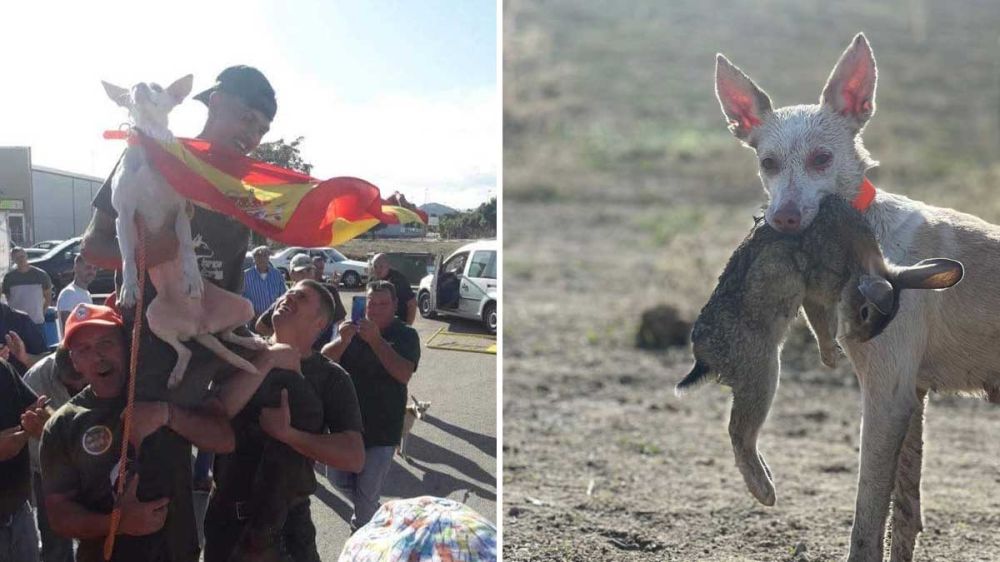 Se retira de la competici&oacute;n una podenca andaluza de leyenda