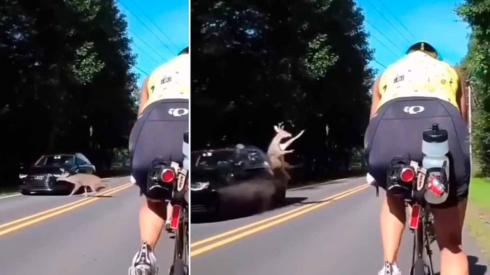 Un ciervo sale disparado tras chocar con un coche y casi acaba arrollando a varios ciclistas