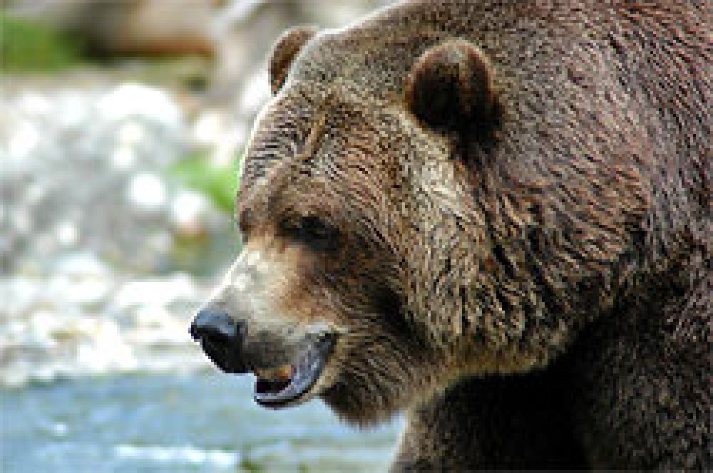 Un grizzly es abatido después de matar a un hombre