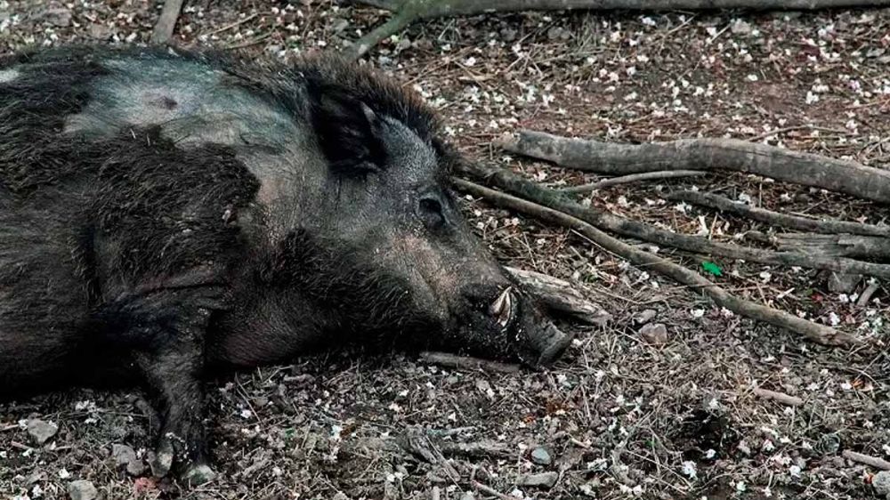 Otro país europeo con Peste Porcina Africana: primer caso detectado en Suecia