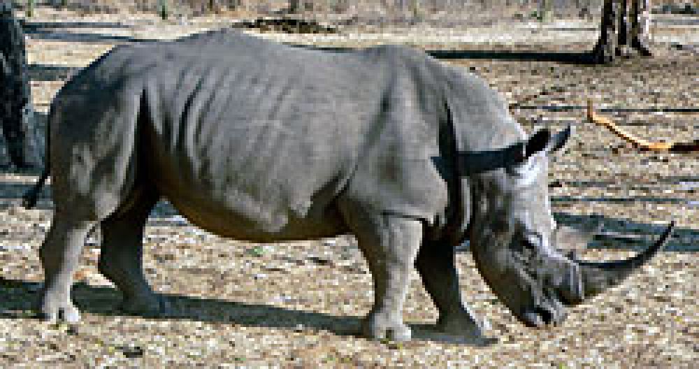 Se está considerando prohibir la caza de rinocerontes