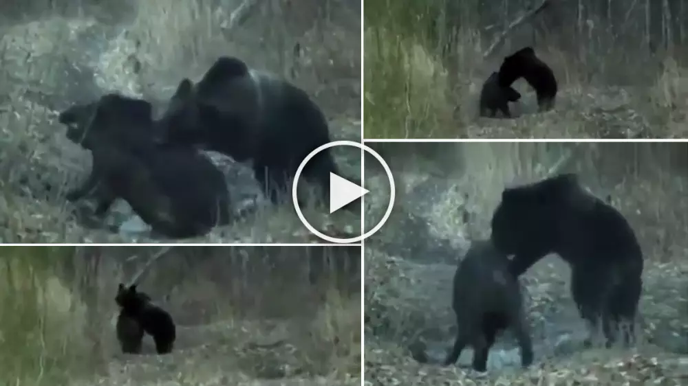 Graban cómo un oso caza a un enorme jabalí