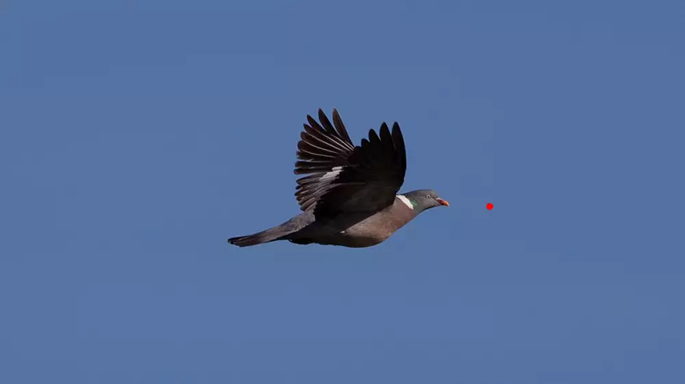 Primeros lances de la media veda 2021 en la caza de la paloma torcaz