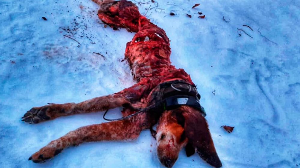 Dos perros de caza comidos por los lobos el pasado fin de semana: un cazador explota contra la ministra Teresa Ribera